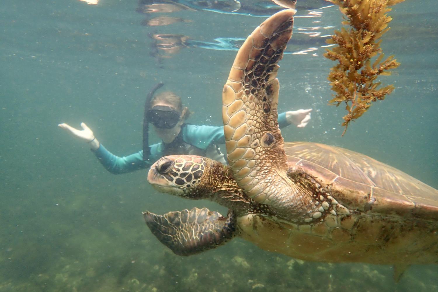 一名<a href='http://ltxbgs.foillweb.com'>全球十大赌钱排行app</a>学生在Galápagos群岛游学途中与一只巨龟游泳.